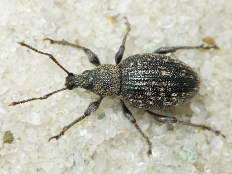 Otiorhynchus tristis (Scopoli, 1763)